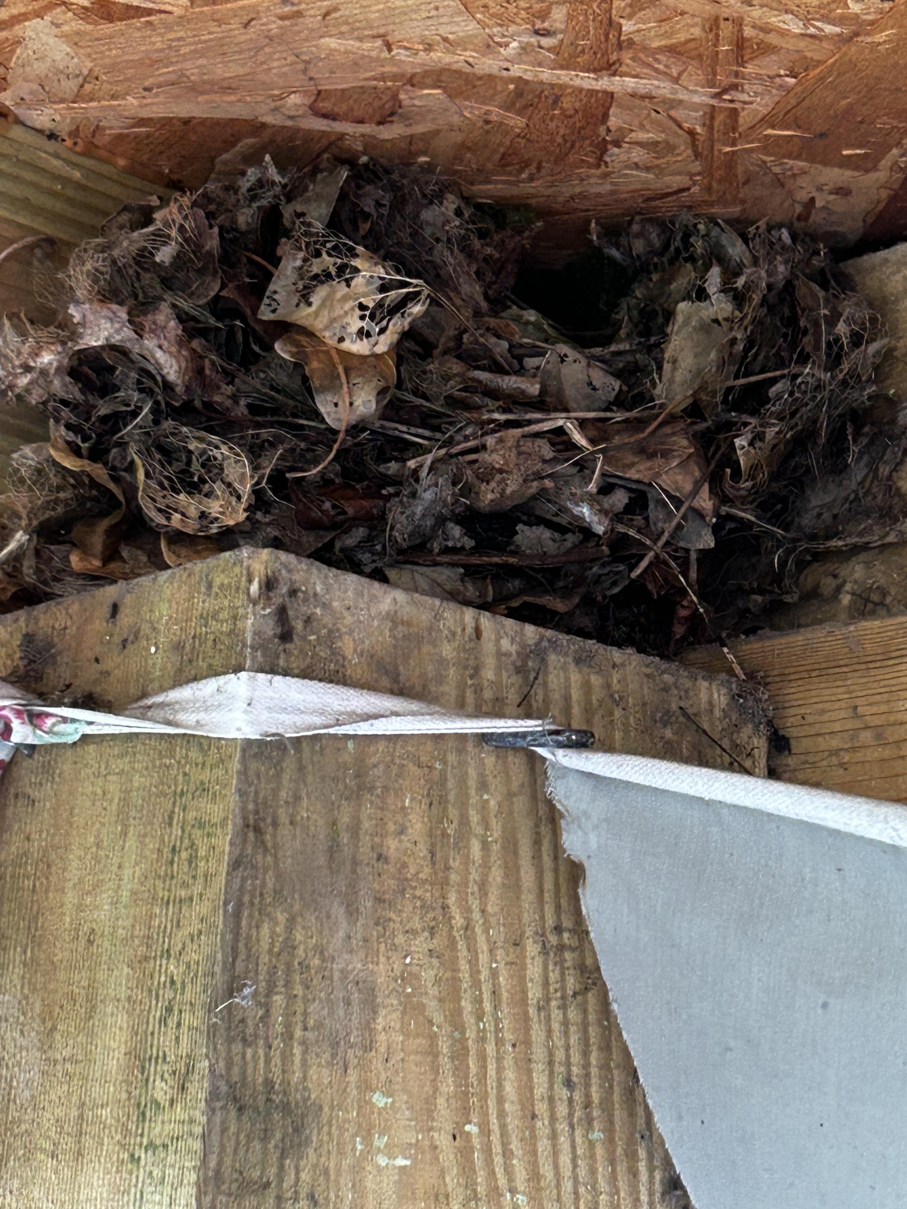The nest is protected from predators and also from the weather here in the corner!