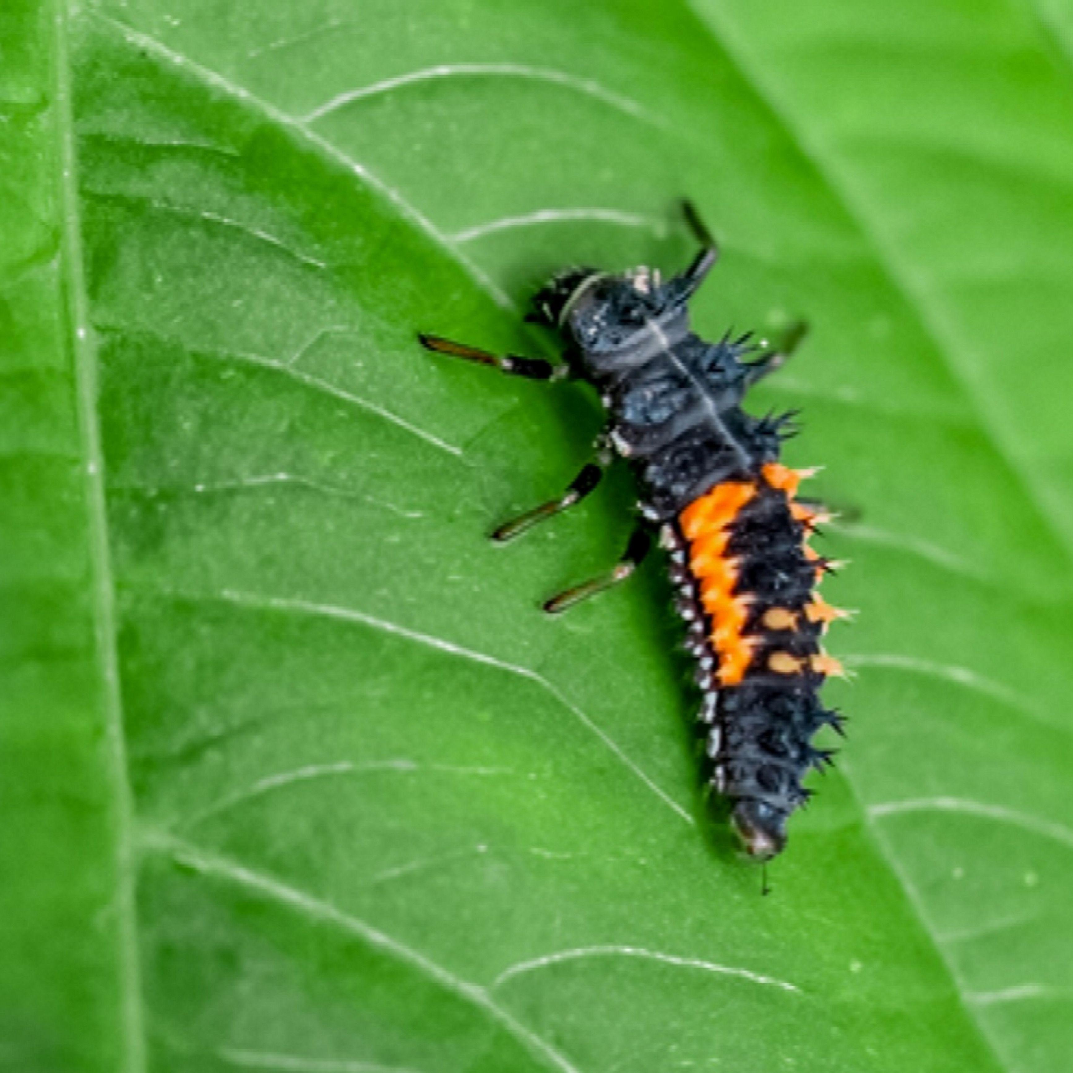 CLUES: This larva will turn into a little bug with a red shell and black spots...