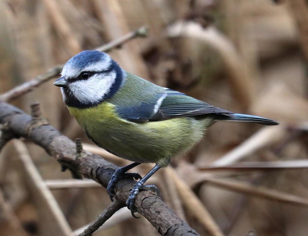 Wow, A blue tit only weighs 11 grams!