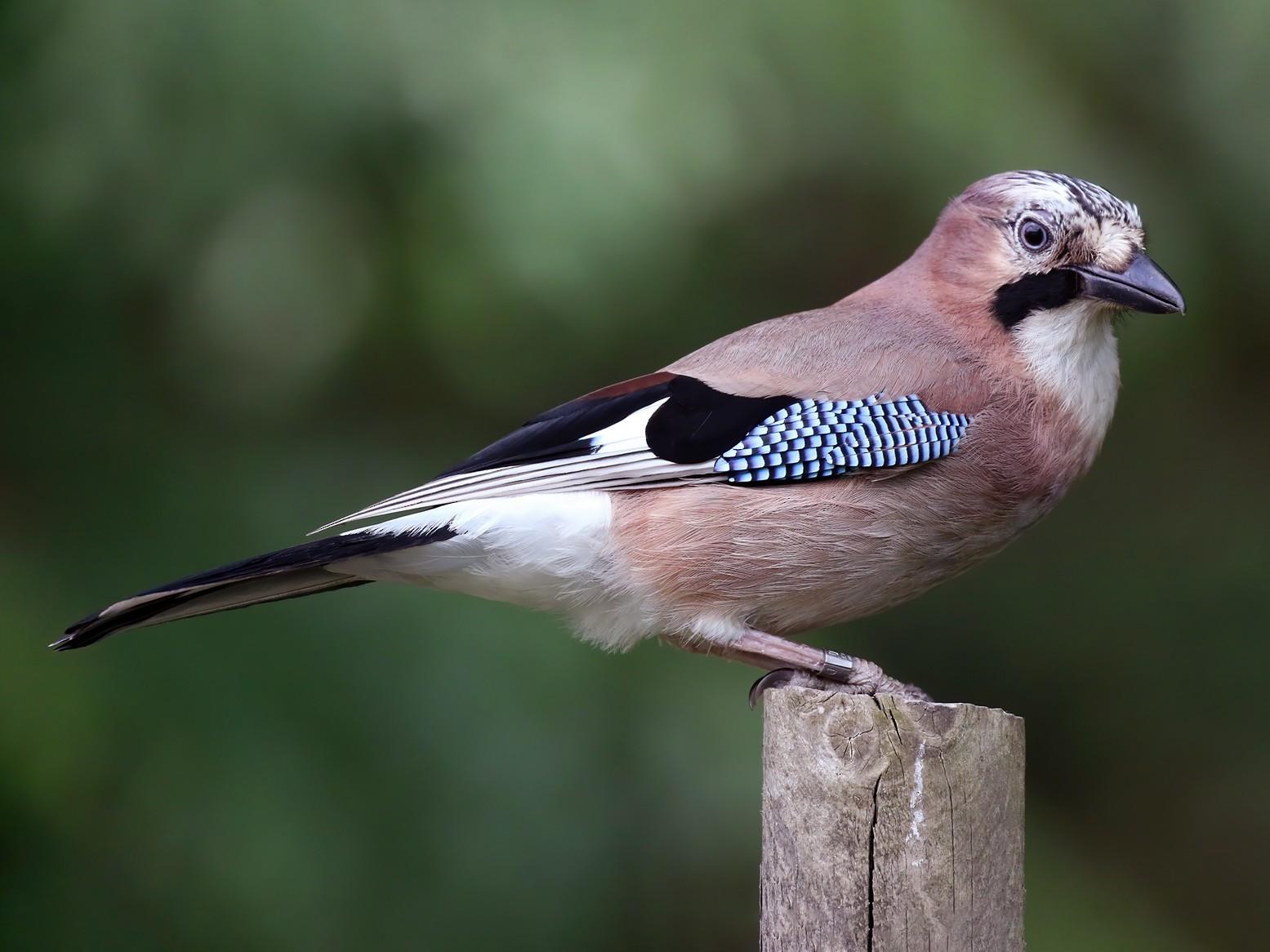 Jays belong to the crow family. This family of birds are called CORVIDS.