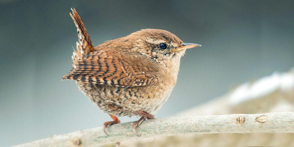 A wren is a tiny bird with a stick-up tail!